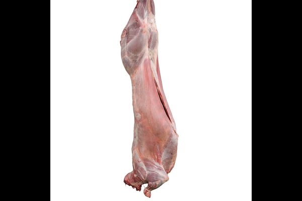 Halal lamb supply from sheep